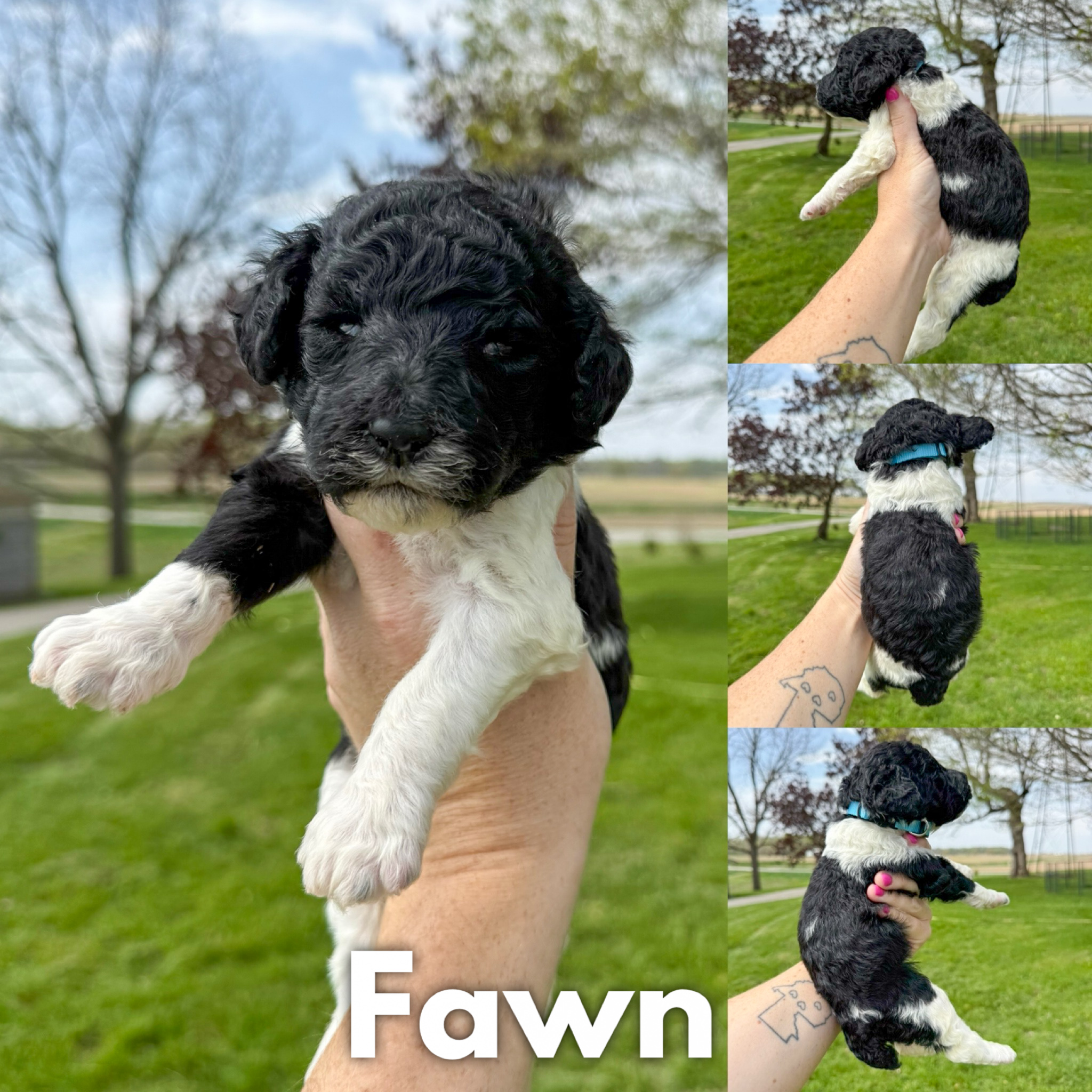 Fawn 1